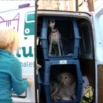 🐾 Los mejores transportes para perros: ¡Viaja cómodo y seguro con tu mascota! 🚗